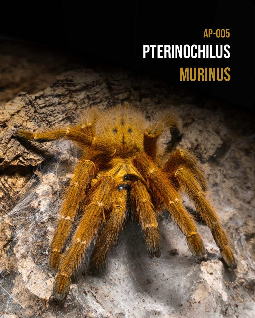 Pterinochilus murinus